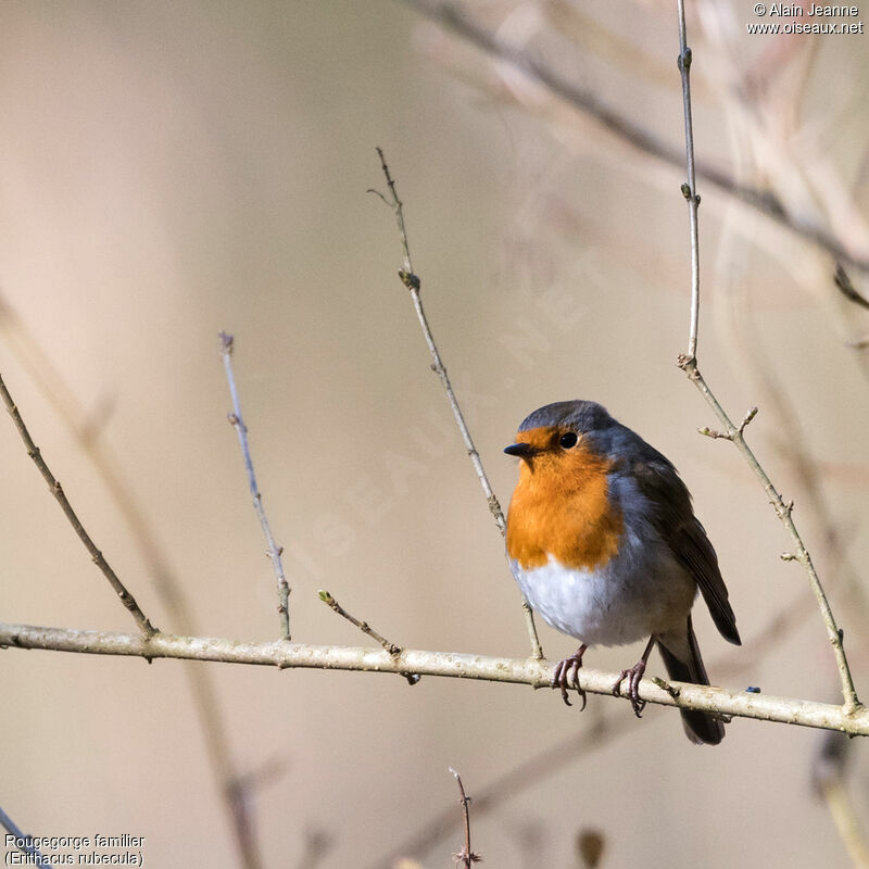 European Robin