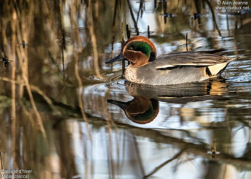 Sarcelle d'hiver, portrait