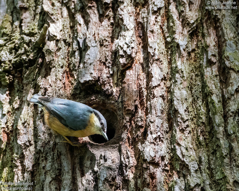 Eurasian Nuthatchadult, Reproduction-nesting