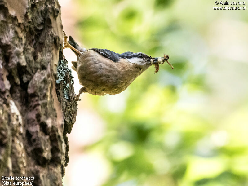 Eurasian Nuthatch, feeding habits