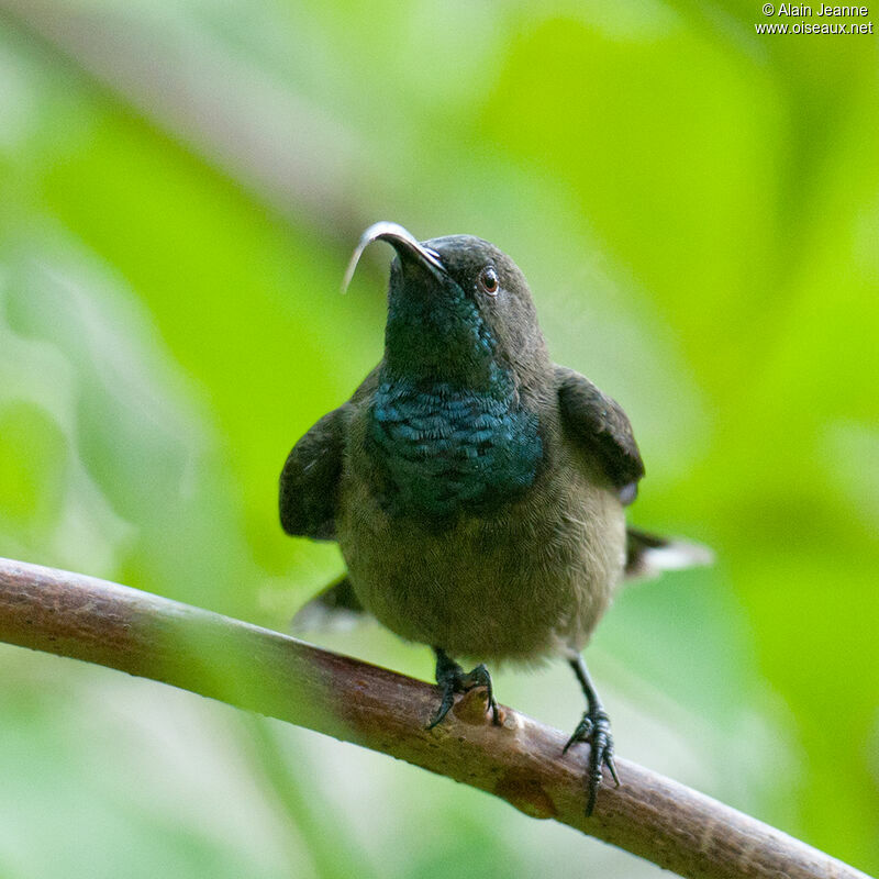 Seychelles Sunbird