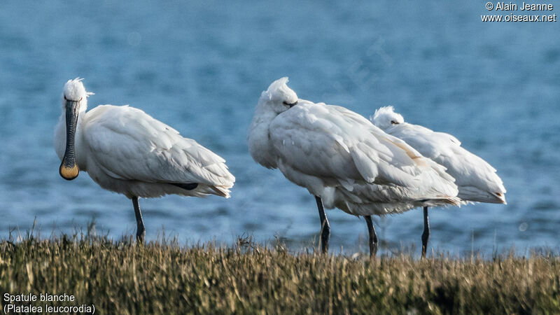 Eurasian Spoonbill