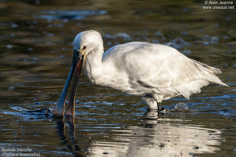 Eurasian Spoonbill, eats