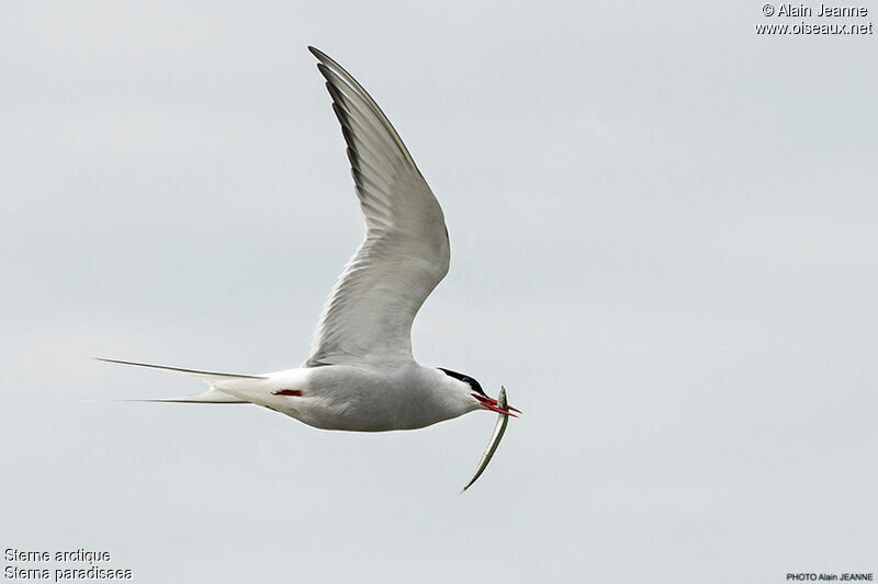 Arctic Tern