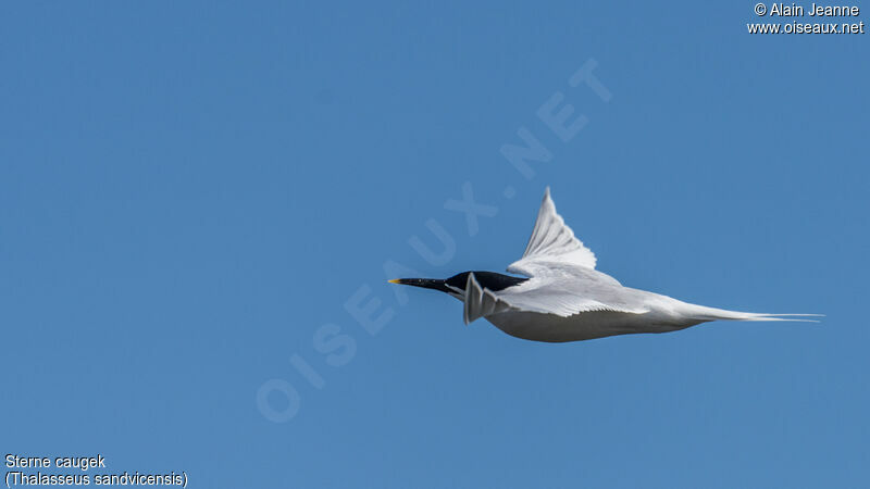 Sandwich Tern