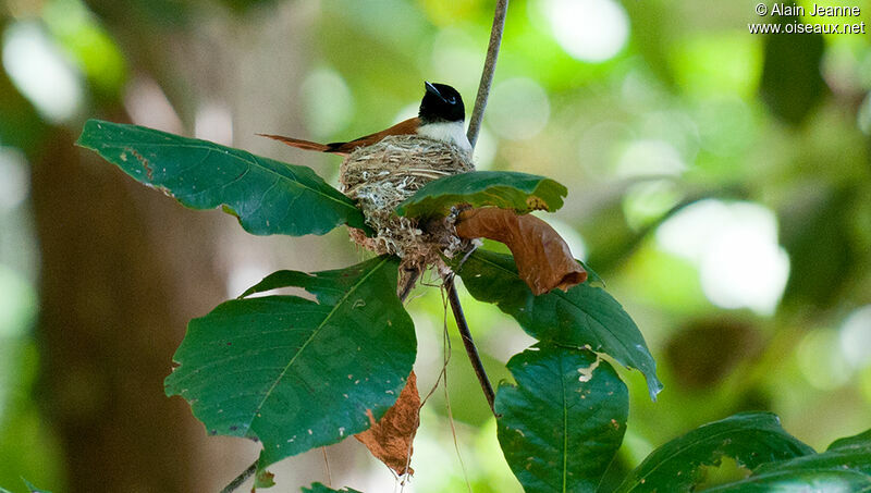 Seychelles Paradise Flycatcher female, Reproduction-nesting