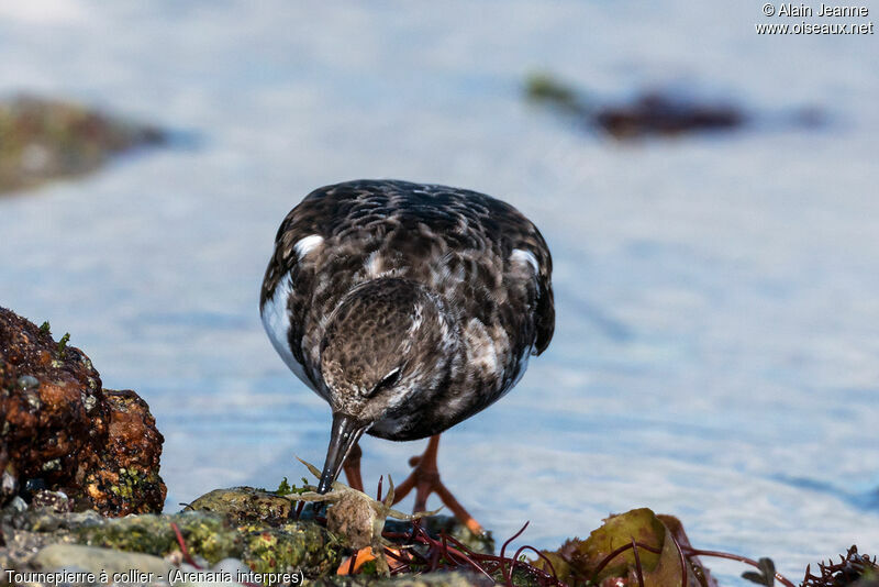 Ruddy Turnstone, feeding habits