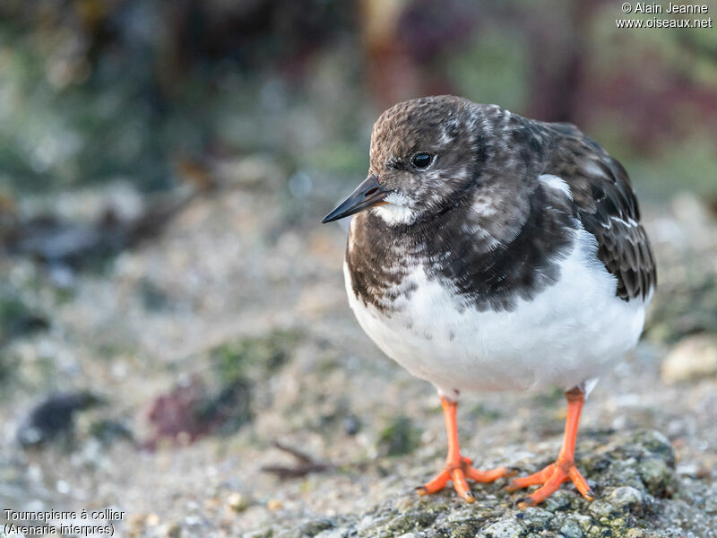 Ruddy Turnstoneadult post breeding, close-up portrait, walking