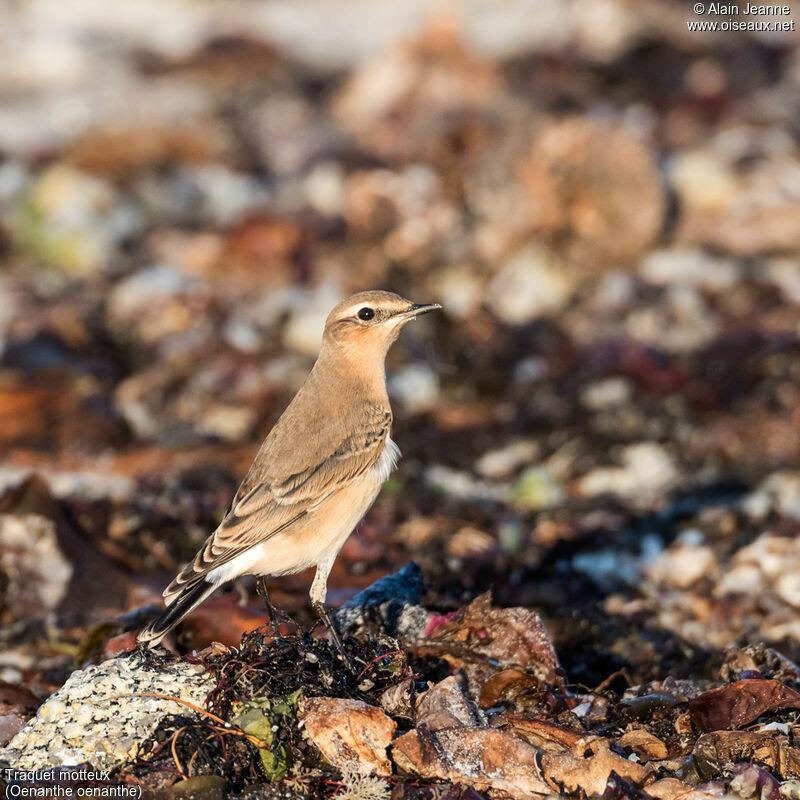 Traquet motteux femelle, portrait, marche, mange