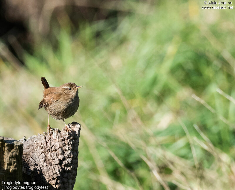 Eurasian Wren