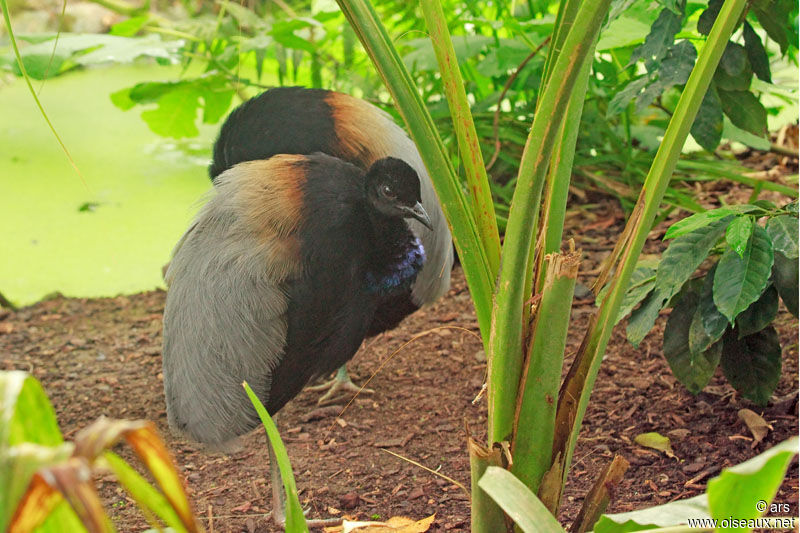 Agami trompette, identification