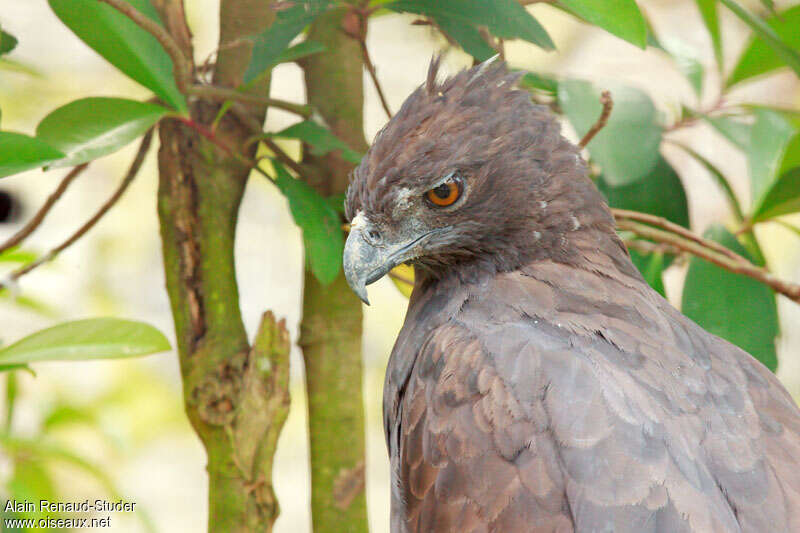 Aigle noir, portrait