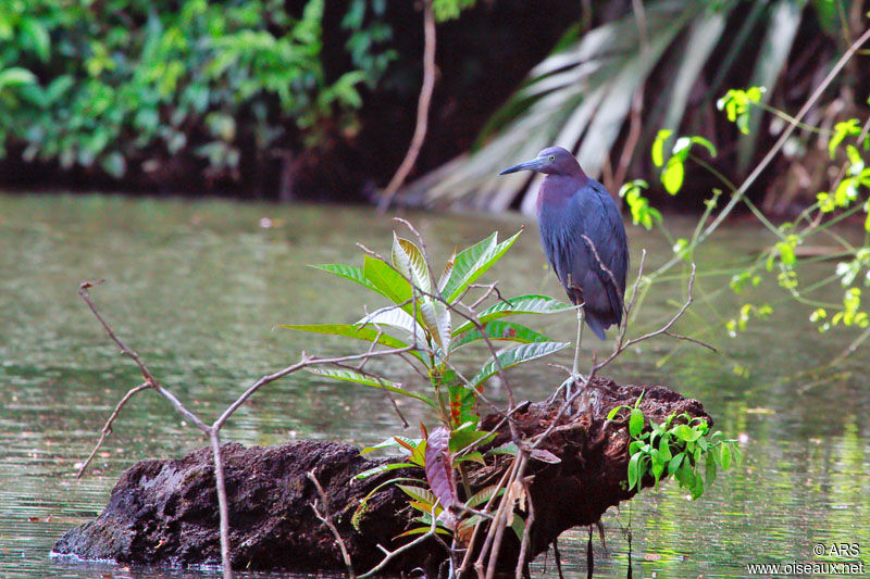 Aigrette bleue, identification