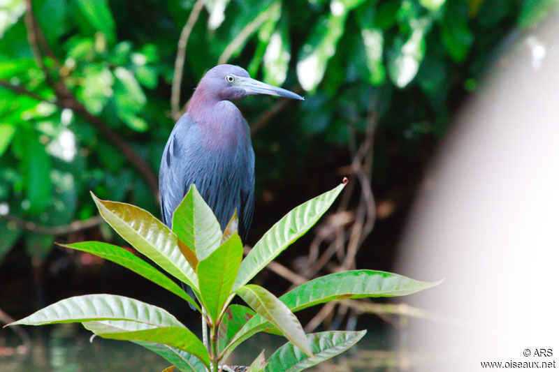 Aigrette bleue, identification