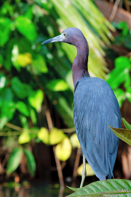 Little Blue Heron, identification