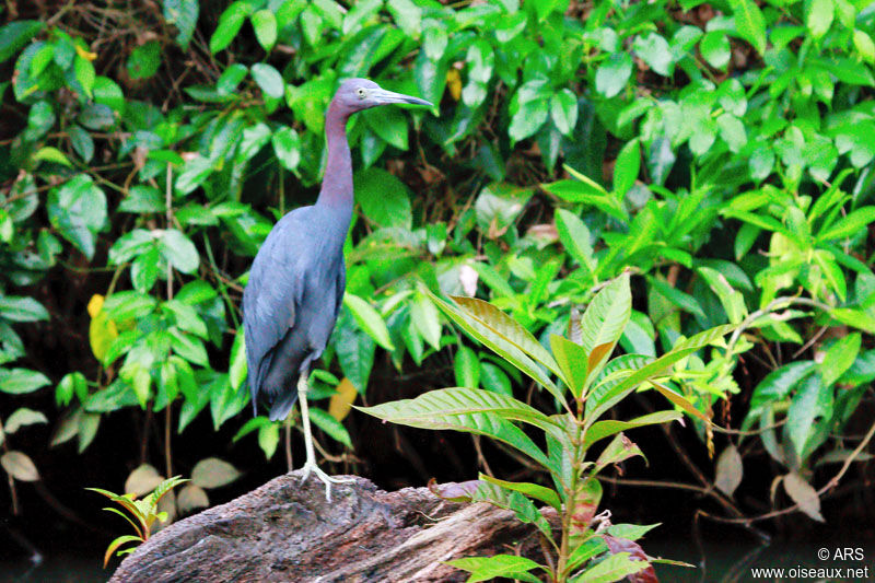 Aigrette bleue, identification