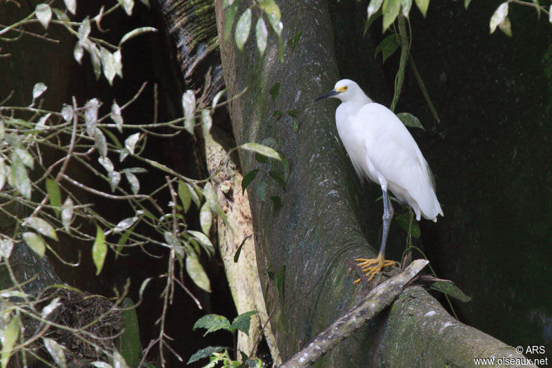 Aigrette neigeuse, identification