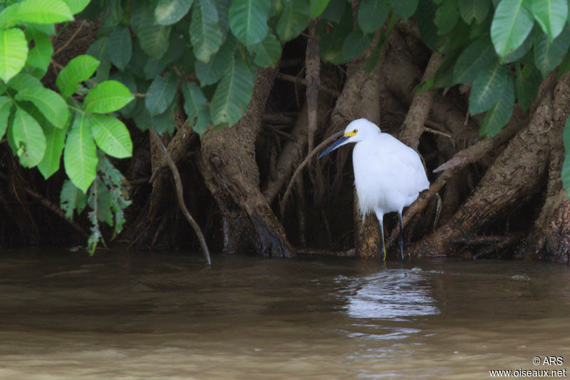 Aigrette neigeuse, identification