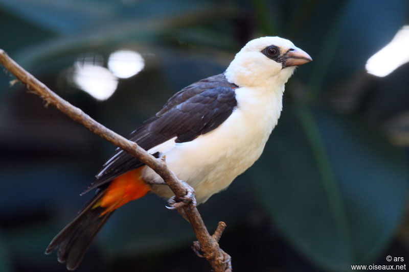 White-headed Buffalo Weaver, identification