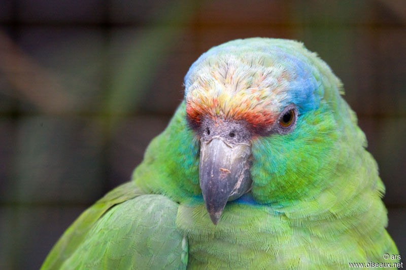 Festive Amazon, identification