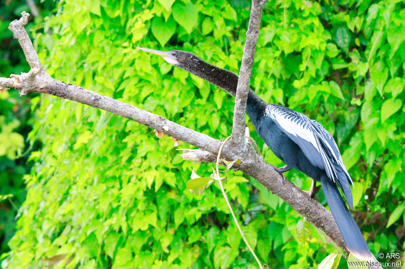 Anhinga male, identification