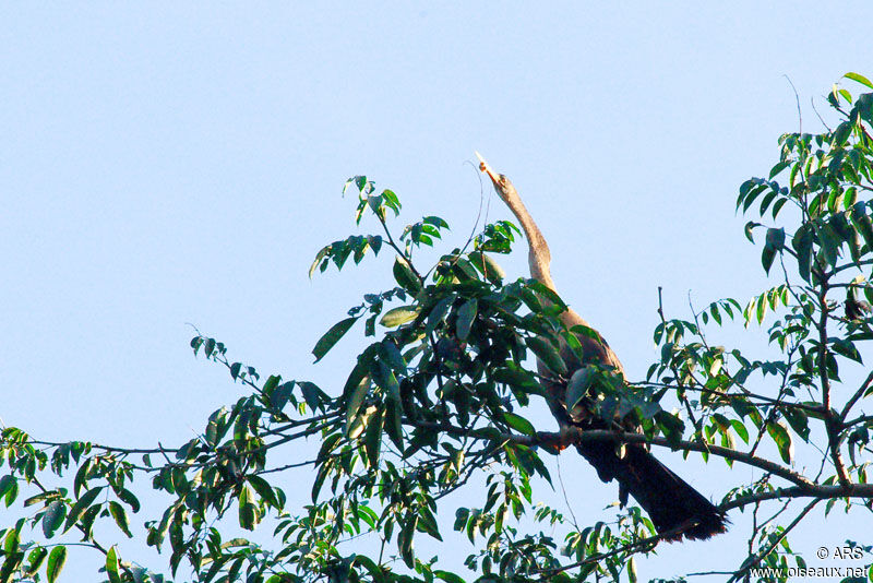 Anhinga d'Amérique femelle, identification