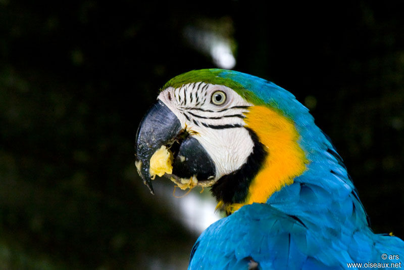 Blue-and-yellow Macaw, identification