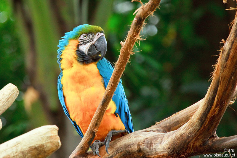 Blue-and-yellow Macaw, identification