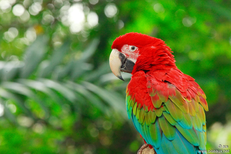 Red-and-green Macaw, identification