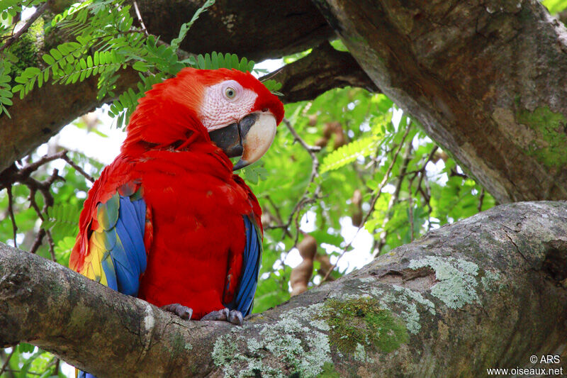 Ara rouge, identification