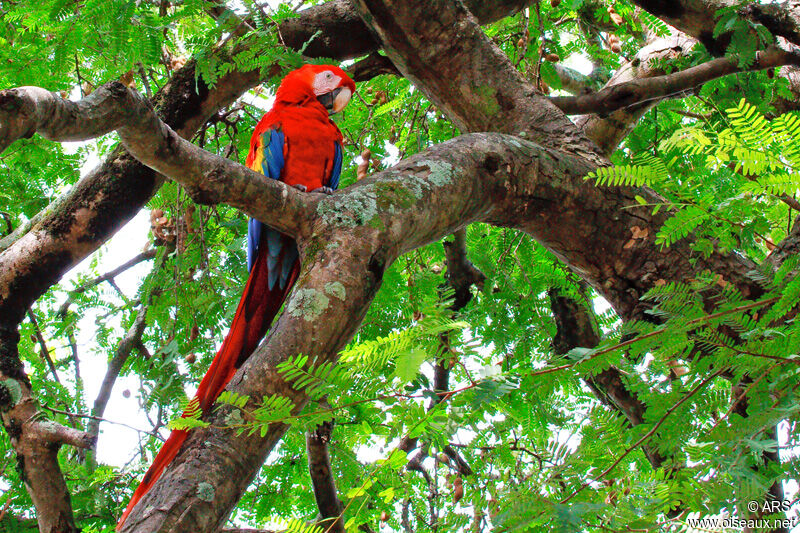 Ara rouge, identification