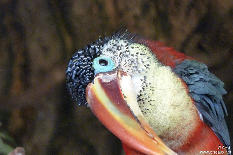 Curl-crested Aracari