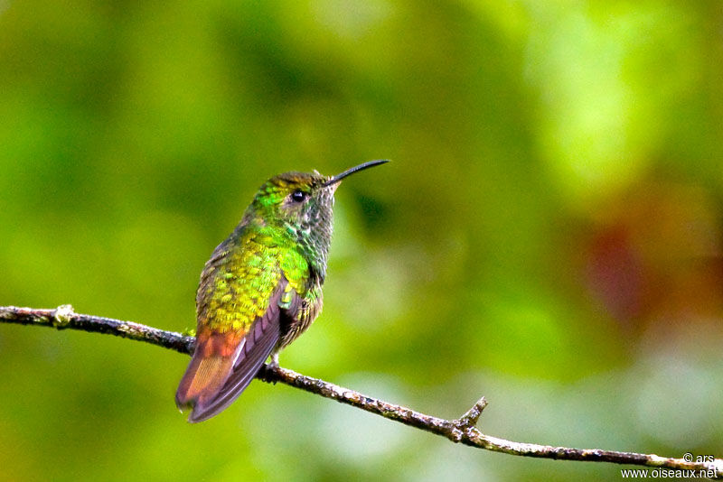 Rufous-tailed Hummingbird, identification