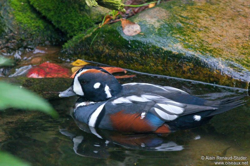 Harlequin Duck male adult, identification