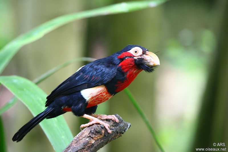 Bearded Barbet, identification