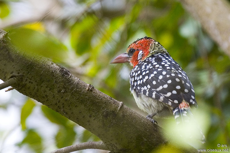 Red-and-yellow Barbet, identification