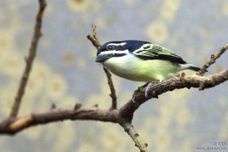 Yellow-rumped Tinkerbird, identification