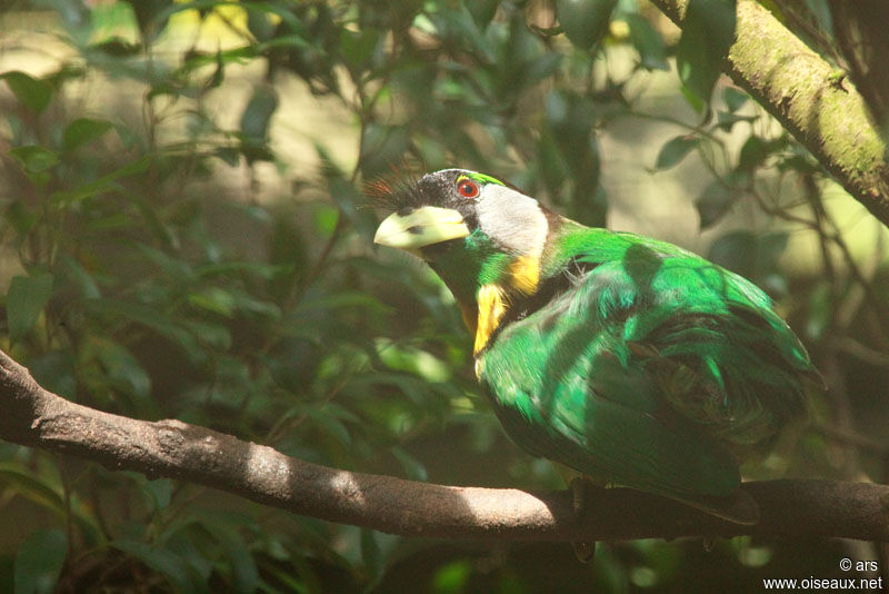 Fire-tufted Barbet, identification