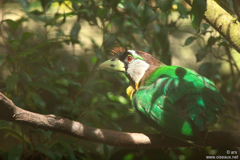 Barbu à collier, identification