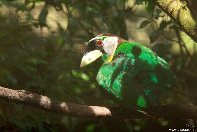 Fire-tufted Barbet, identification