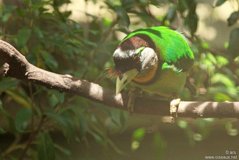 Barbu à collier, identification