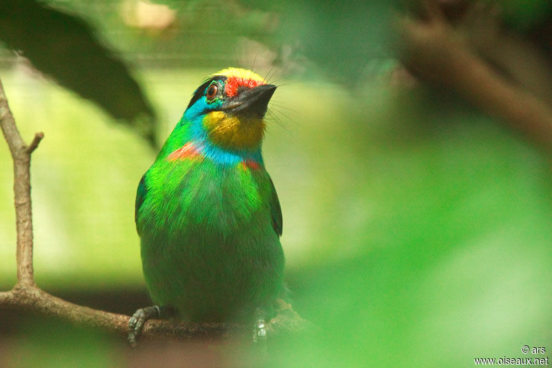 Black-browed Barbet, identification