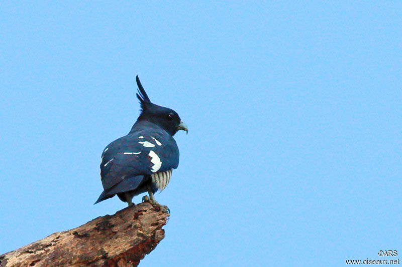 Baza huppard, identification