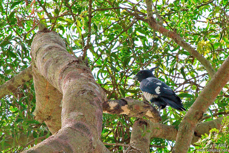 Black Baza, identification