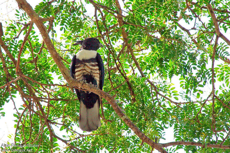 Baza huppard, identification