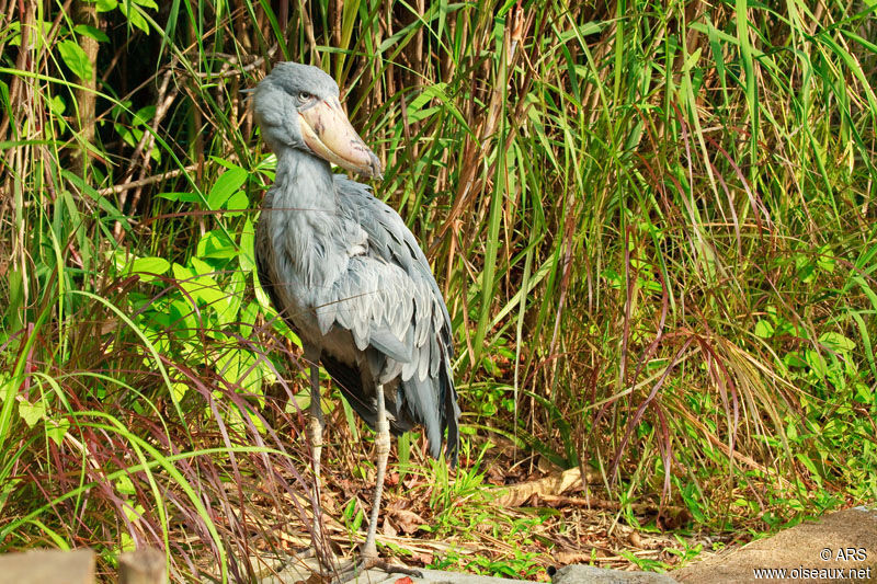 Bec-en-sabot du Nil, identification