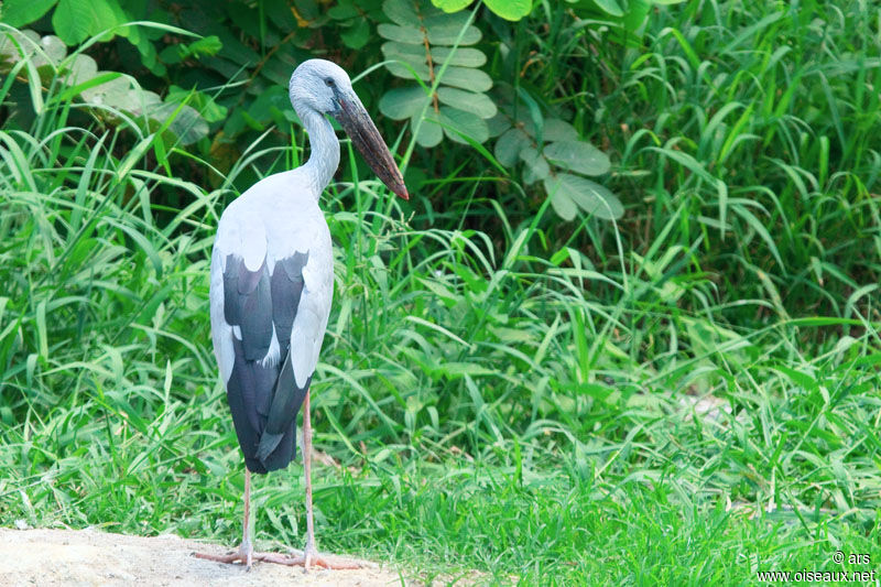 Asian Openbill, identification