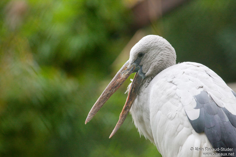 Asian Openbill, identification