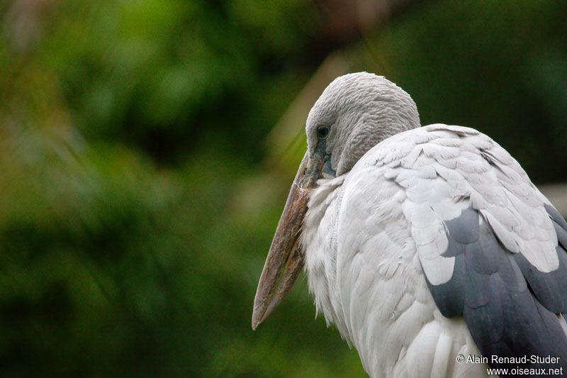 Asian Openbill, identification