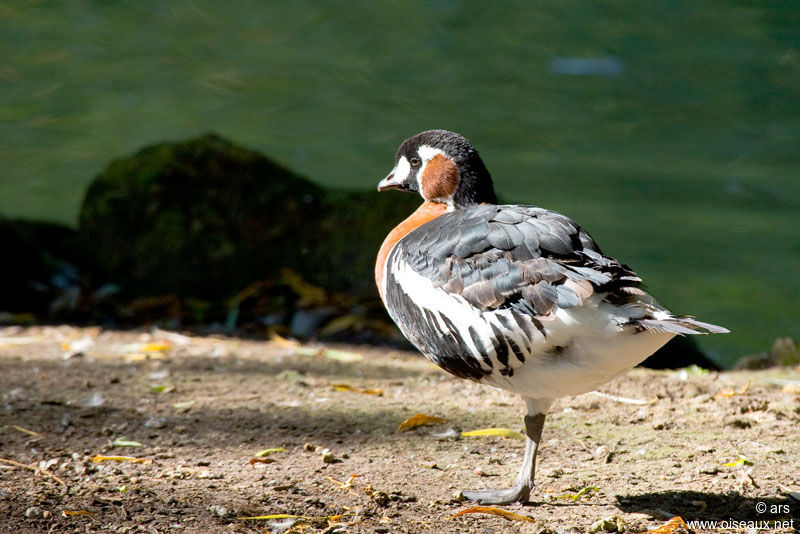 Red-breasted Goose, identification